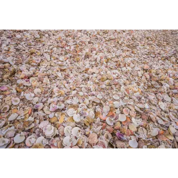 Natural Dry Rose Petals